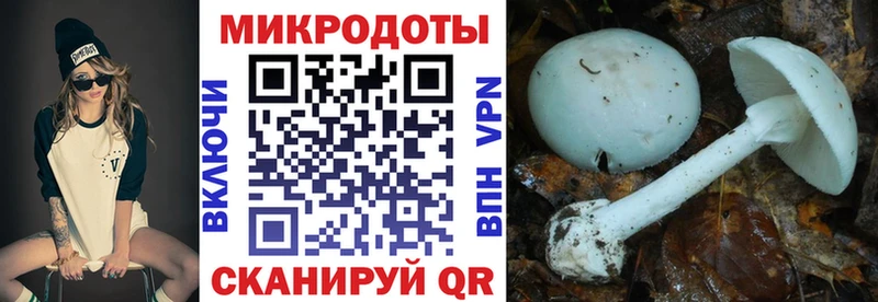 Псилоцибиновые грибы Psilocybe  купить закладку  Лермонтов 